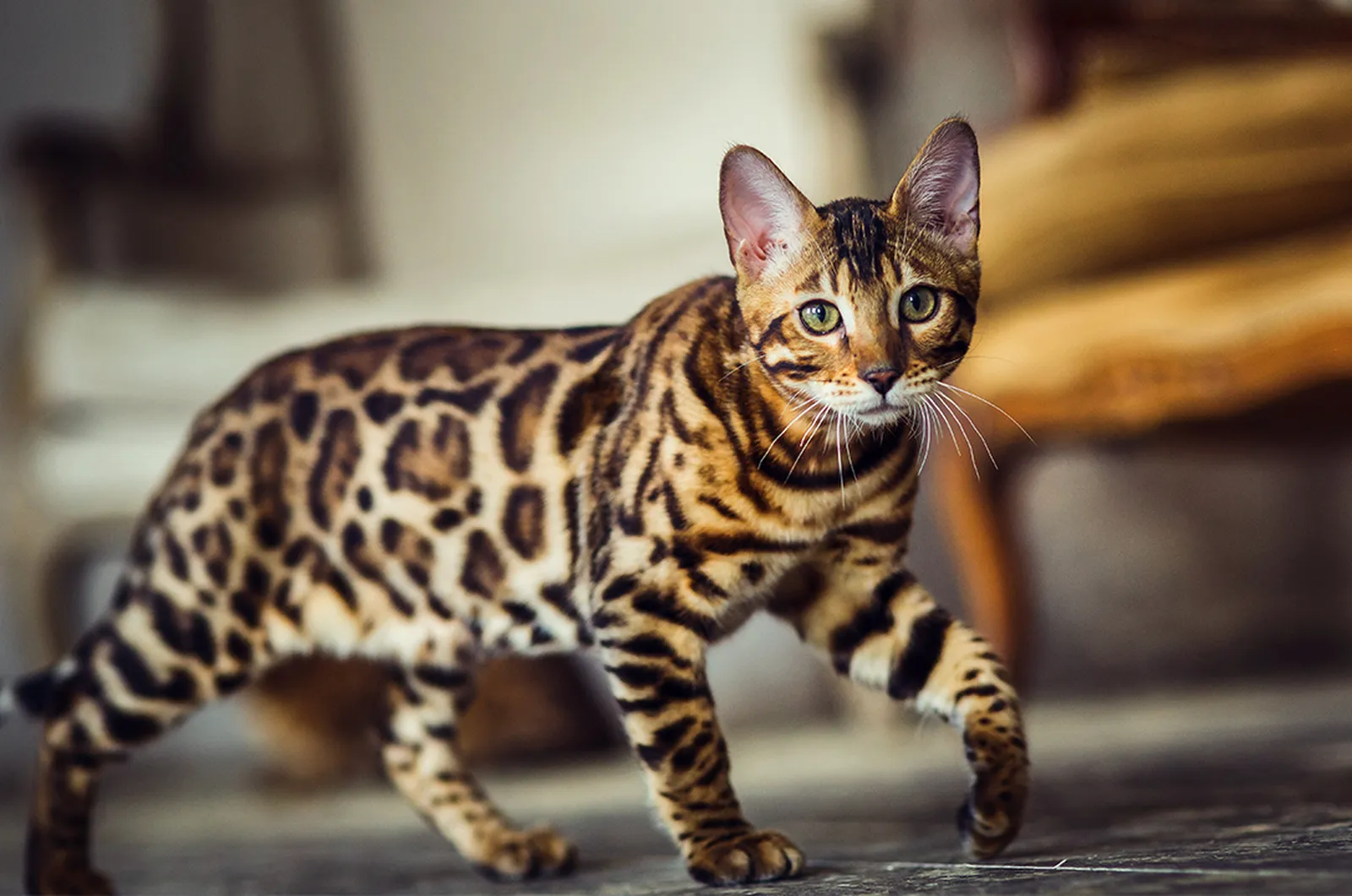 Bengal Cat