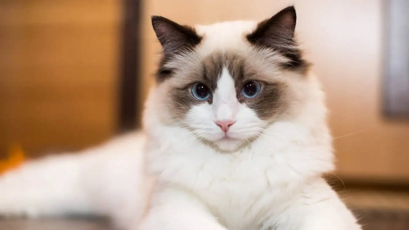 Ragdoll Cat