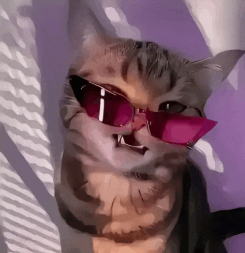 Cat with glasses GIF