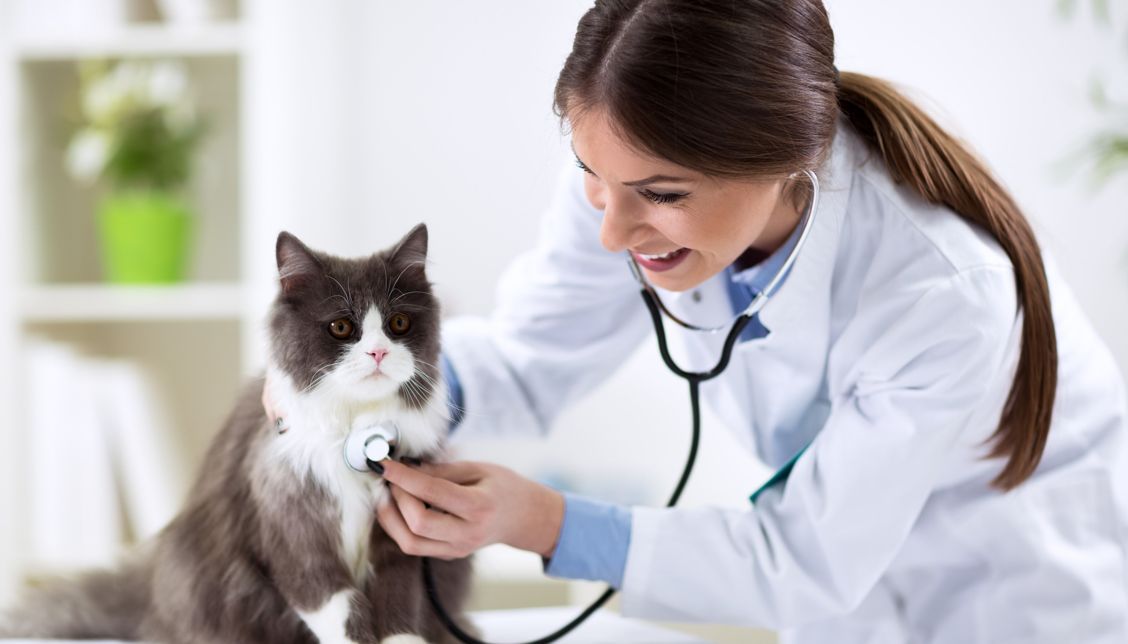 Vet examining a cat